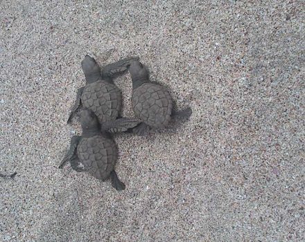 ovacion-tortugas-punta-teonoste-nicaragua