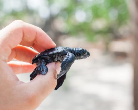 tortugas-en-la-playa-1024x576